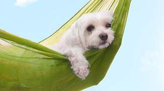 ハンモックでくつろぐ犬